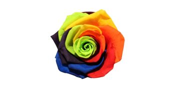 Roses éternelles multicolores stabilisées 6cm ROSE LULU, SAINT VALENTIN 1