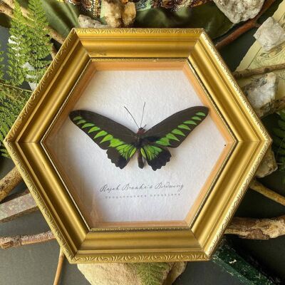 Antique Gold Frame Rajah Brookes Birdwing Butterfly // Trogonoptera brookiana