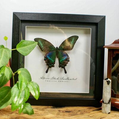 Black Alpine Swallowtail, Taxidermy Butterfly in wooden frame