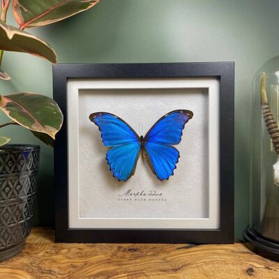 Blue Giant Morpho Taxidermy Butterfly // Morpho didius
