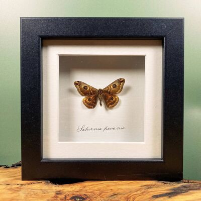 British Moth Taxidermy, Saturnia pavonia, Emperor Moth Frame