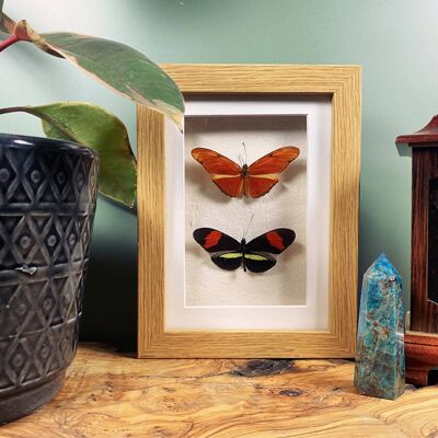 Dryas iulia and Heliconius doris Butterfly Frame
