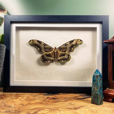 Giant Moth Taxidermy Frame, Dactyloceras lucina