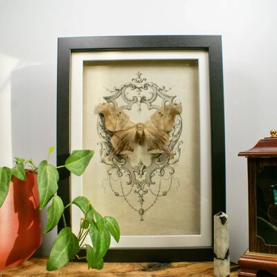 Gothic Frame with Moth // Dysdaemonia boreas