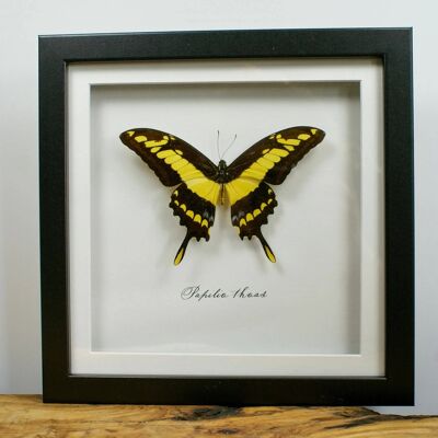 King Swallowtail Butterfly Taxidermy // Papilio thoas