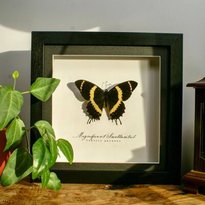 Magnificent Swallowtail Butterfly, Taxidermy Butterfly in wooden frame