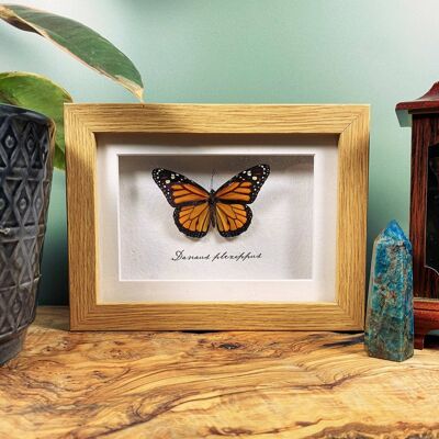 Monarch Butterfly Taxidermy Frame // Danaus plexippus