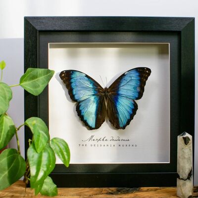 Morpho deidamia, Taxidermy Butterfly in wooden frame