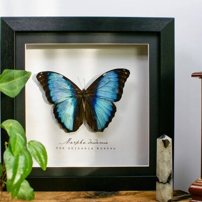 Morpho deidamia, Taxidermy Butterfly in wooden frame