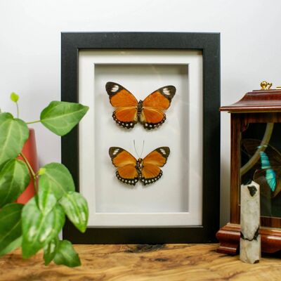 Pair of Orange Butterfly Taxidermy Frame