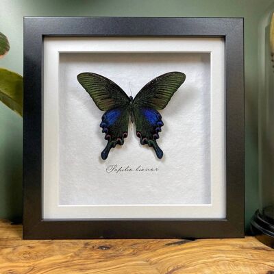 Papilio bianor, Taxidermy Butterfly // Chinese Peacock Swallowtail