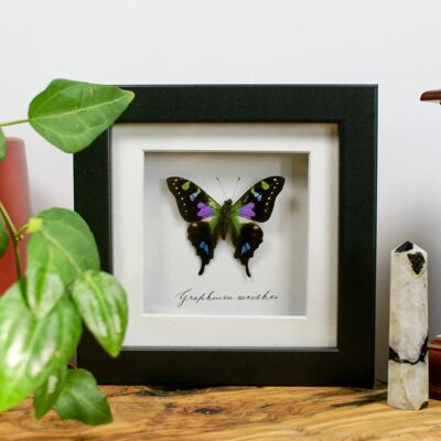 Purple Spotted Swallowtail Butterfly Taxidermy // Graphium weiskei