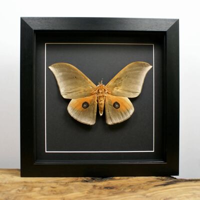 Silk Moth Taxidermy Frame // Pseudobunea pallens