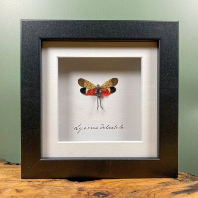 Spotted Lantern Fly Insect Taxidermy // Lycorma delicatula
