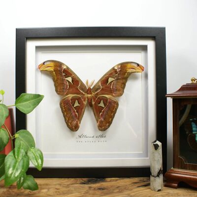Taxidermy Atlas Moth // Attacus atlas