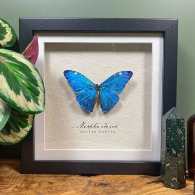 Taxidermy Blue Morpho adonis Butterfly framed