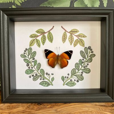 Taxidermy Butterfly in wooden frame with watercolor print // Smyrna blomfildia