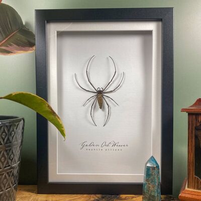 Taxidermy Giant Orb Weaver Spider