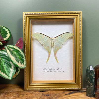 Taxidermy Luna Moth in Gold Ornate Frame