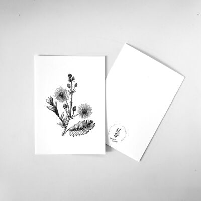 Postcard Mimosa Pudica