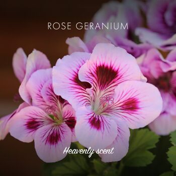 Savon Végétalien Rose Géranium 3