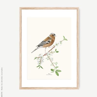 Watercolor Botanical Finch Art Print