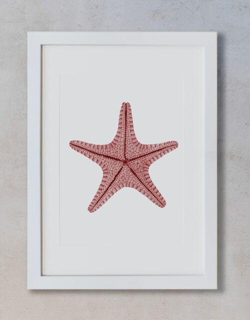 Acuarela Botánica A5 - Estrella de mar Roja