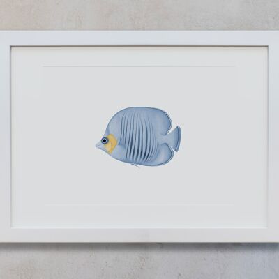Botanisches Aquarell A4 - Blauer Falterfisch