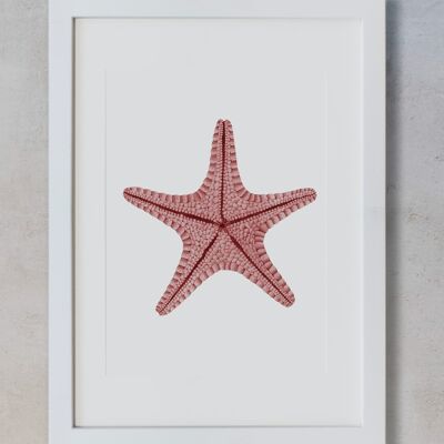 Acquerello botanico A3 - Stella marina rossa