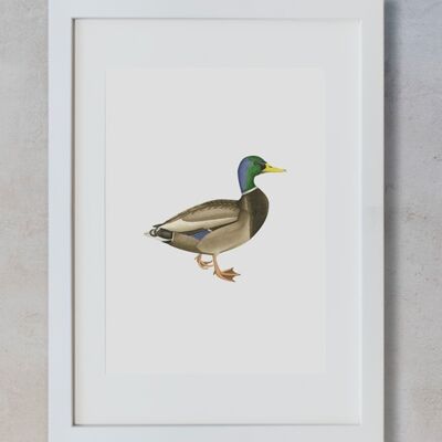 Botanical Watercolor A3 - Mallard Duck