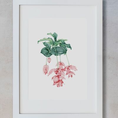 Botanical Watercolor A3 - Medinilla