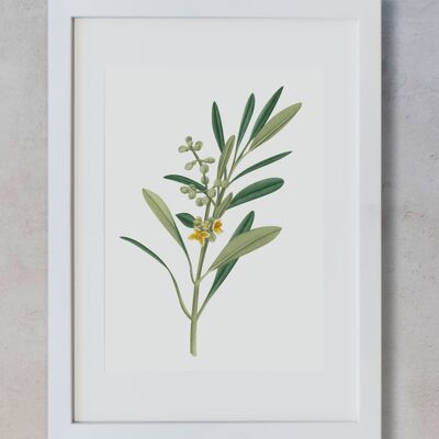 Botanisches Aquarell A3 - Olivenblüte