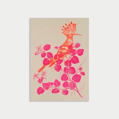 Postcard / hoopoe / eco paper / vegetable dye