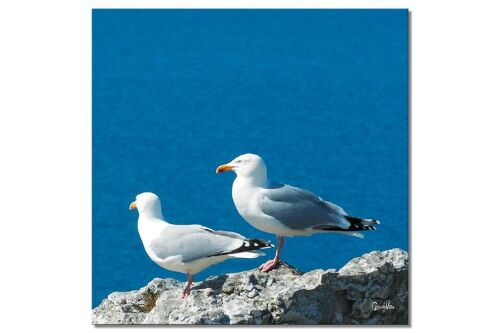 Buy wholesale Mural: pair of seagulls - square 1:1 - many sizes & materials  - exclusive photo art motif as a canvas picture or acrylic glass picture  for wall decoration