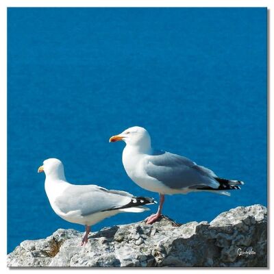 Mural: pair of seagulls - square 1:1 - many sizes & materials - exclusive photo art motif as a canvas picture or acrylic glass picture for wall decoration