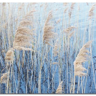 Mural: reed grass - landscape format 4:3 - many sizes & materials - exclusive photo art motif as a canvas picture or acrylic glass picture for wall decoration