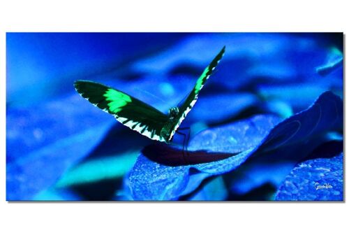 Wandbild: Schmetterling 1 - Querformat 2:1 - viele Größen & Materialien – Exklusives Fotokunst-Motiv als Leinwandbild oder Acrylglasbild zur Wand-Dekoration