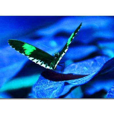 Mural: Butterfly 1 - landscape format 2:1 - many sizes & materials - exclusive photo art motif as a canvas picture or acrylic glass picture for wall decoration
