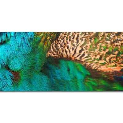 Mural: The beautiful peacock 2 - panorama landscape 3:1 - many sizes & materials - exclusive photo art motif as a canvas picture or acrylic glass picture for wall decoration