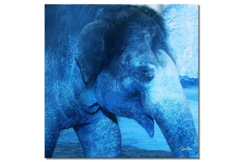 Wandbild: Mein Freund, der Elefant 1 - Quadrat 1:1 - viele Größen & Materialien – Exklusives Fotokunst-Motiv als Leinwandbild oder Acrylglasbild zur Wand-Dekoration