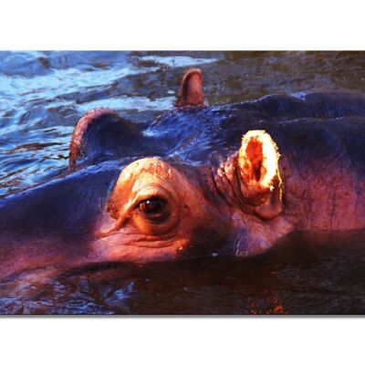 Mural: hipopótamo bañándose divertido 1 - formato apaisado 2:1 - muchos tamaños y materiales - motivo de arte fotográfico exclusivo como cuadro de lienzo o cuadro de vidrio acrílico para la decoración de paredes