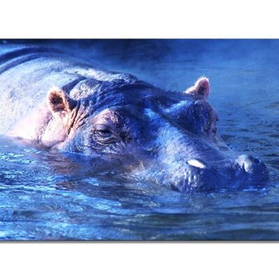 Mural: hipopótamo bañándose divertido 2 - formato apaisado 2:1 - muchos tamaños y materiales - motivo de arte fotográfico exclusivo como cuadro de lienzo o cuadro de vidrio acrílico para la decoración de paredes
