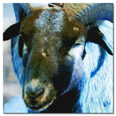 Mural: You beautiful billy goat - square 1:1 - many sizes & materials - exclusive photo art motif as a canvas picture or acrylic glass picture for wall decoration