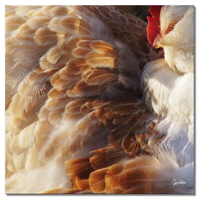 Mural: Gorgeous poultry - square 1:1 - many sizes & materials - exclusive photo art motif as a canvas picture or acrylic glass picture for wall decoration