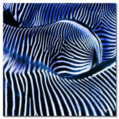 Mural: Zebra love 2 - cuadrado 1:1 - muchos tamaños y materiales - motivo de arte fotográfico exclusivo como cuadro de lienzo o cuadro de vidrio acrílico para decoración de paredes