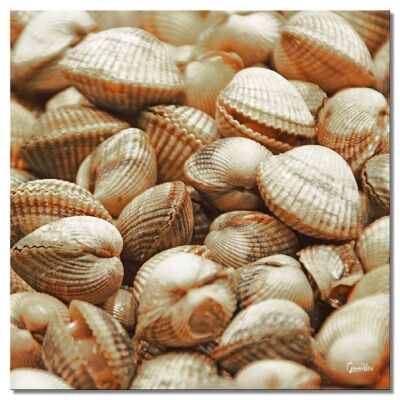 Mural: Shells 1 - square 1:1 - many sizes & materials - exclusive photo art motif as a canvas picture or acrylic glass picture for wall decoration