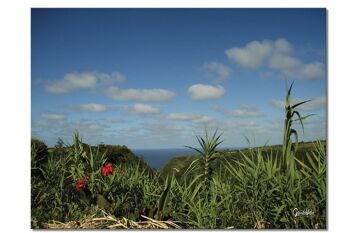 Papier peint : Monde végétal des Açores 2 - format paysage 4:3 - nombreuses tailles et matériaux - motif d'art photographique exclusif sous forme d'image sur toile ou d'image en verre acrylique pour la décoration murale 1