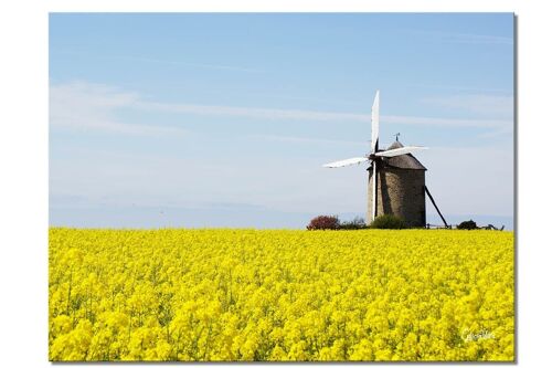 Wandbild: Windmühle im Rapsfeld - Querformat 4:3 - viele Größen & Materialien – Exklusives Fotokunst-Motiv als Leinwandbild oder Acrylglasbild zur Wand-Dekoration