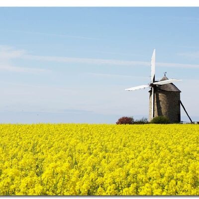 Wandbild: Windmühle im Rapsfeld - Querformat 4:3 - viele Größen & Materialien – Exklusives Fotokunst-Motiv als Leinwandbild oder Acrylglasbild zur Wand-Dekoration