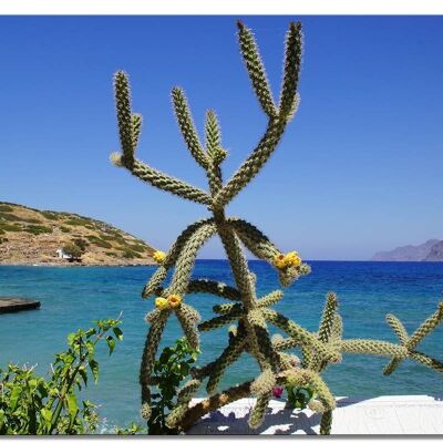 Murale: Cactus Mochlos di Creta con vista sul mare - formato orizzontale 4:3 - molte dimensioni e materiali - esclusivo motivo artistico fotografico come immagine su tela o immagine su vetro acrilico per la decorazione della parete